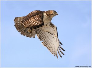 Red-tailed Hawk by Raymond Barlow
