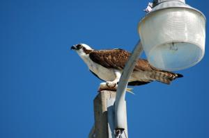 Osprey Eating Lunch in Titusville 2