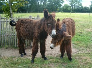 Donkey - Shaky and Brown